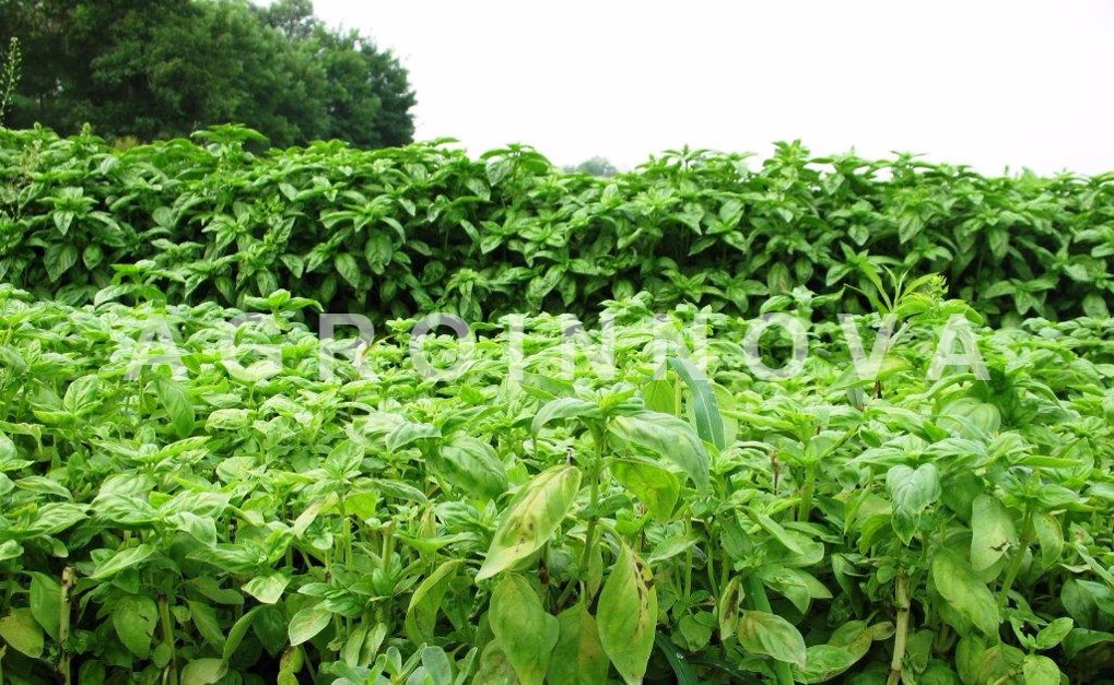 Agricultural innovation Saving one sweet basil LifeScienceToday