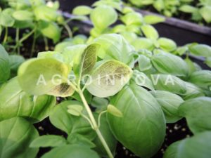Sweet Basil, photo by AGROINNOVA. Used with permission.