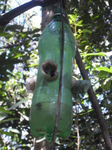Eulaema nigrita bee entering the scent-trap. Photo: Thaline Brito.