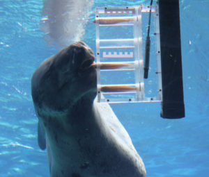 Feeding apparatus designed to test leopard seal suction feeding abilities.