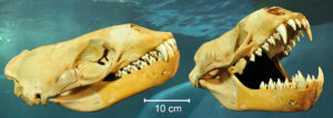 Leopard seal skull and dentition: Long and sharp front teeth (canines and incisors) are used to catch and kill large prey, while the trident-shaped cheek teeth are used as a sieve when targeting small prey. 
