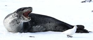 Wild leopard seal scaring off an Antarctic sheathbill that ventured too close while it was resting on the ice. Photo by James Robbins (BAS) at Bird Island, South Georgia.